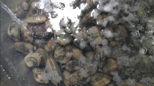 鲜美花蛤即食,好吃美味的花蛤