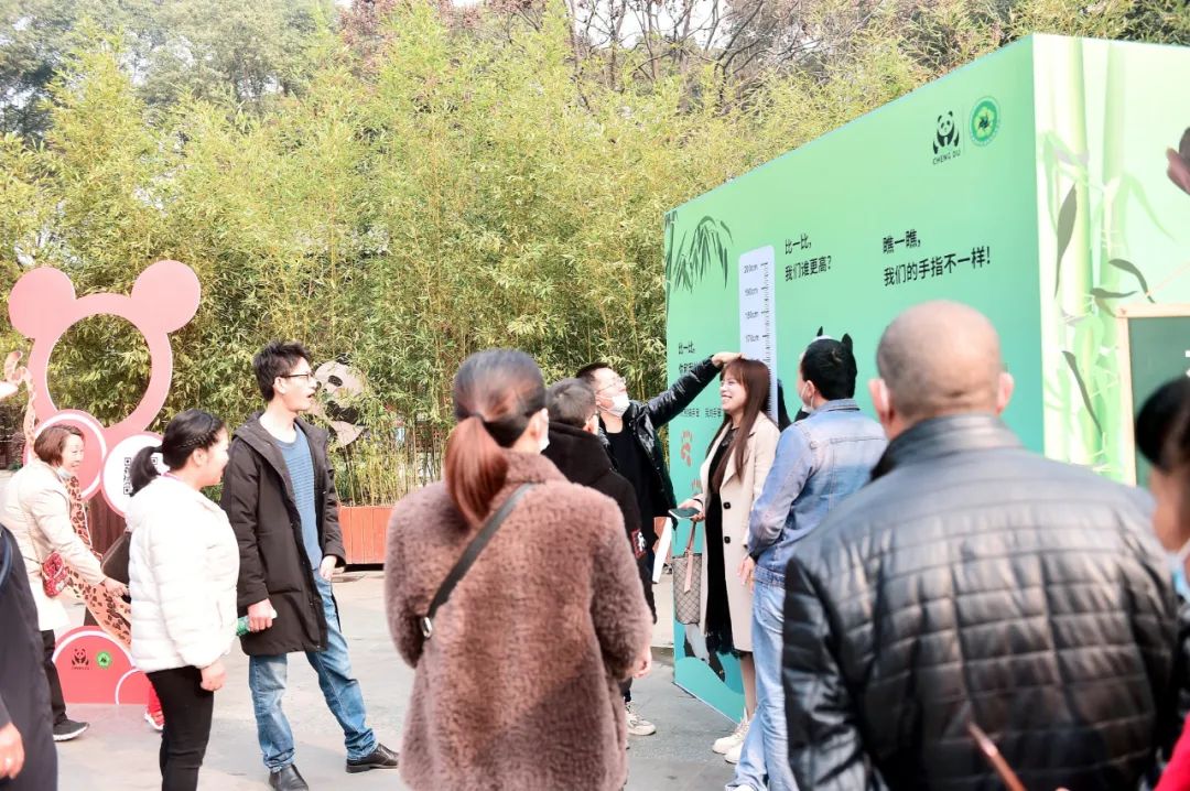 来成都看大熊猫攻略,成都看熊猫旅游攻略来了