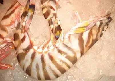 中国海鲜河鲜,市场河鲜海鲜种类大全