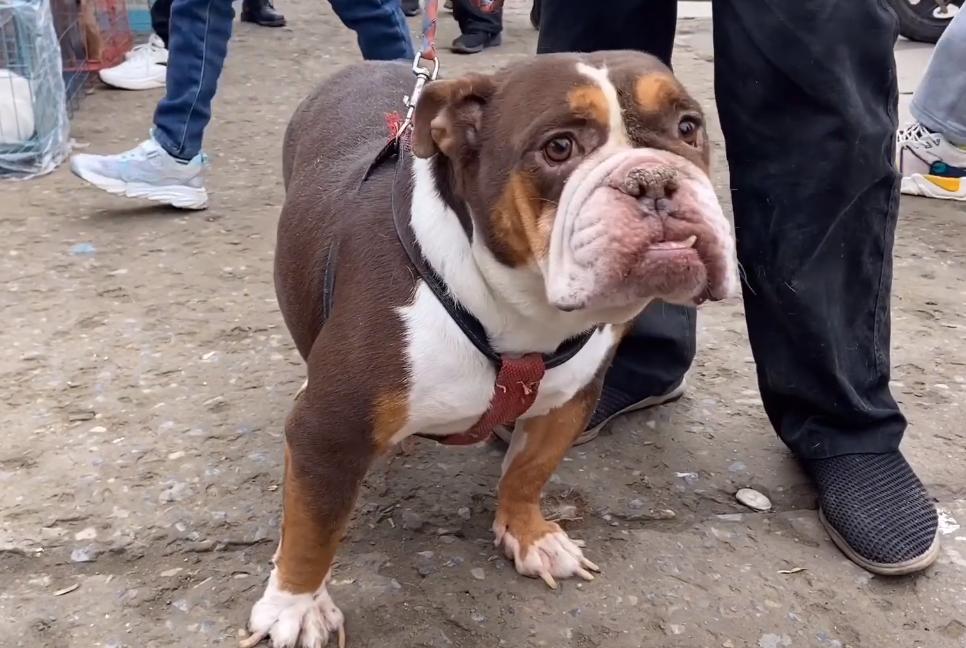 河南:5年前17万买的英牛,如今沦落到狗市,网友:3000都嫌贵