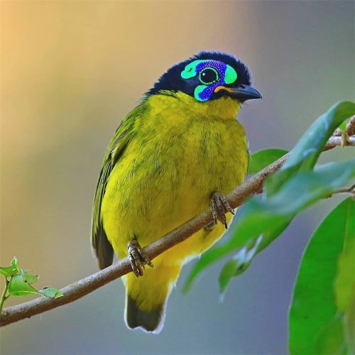 汉字七的大写数字,数字七汉字的正确写法