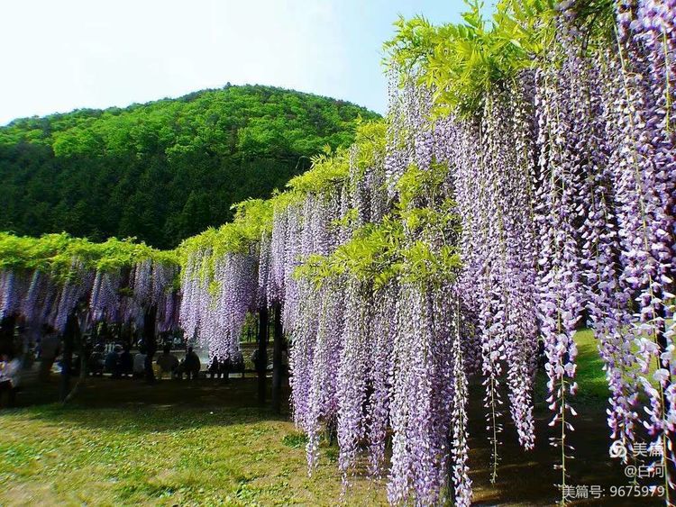 伏牛笔耕苑第237期2021.3.31