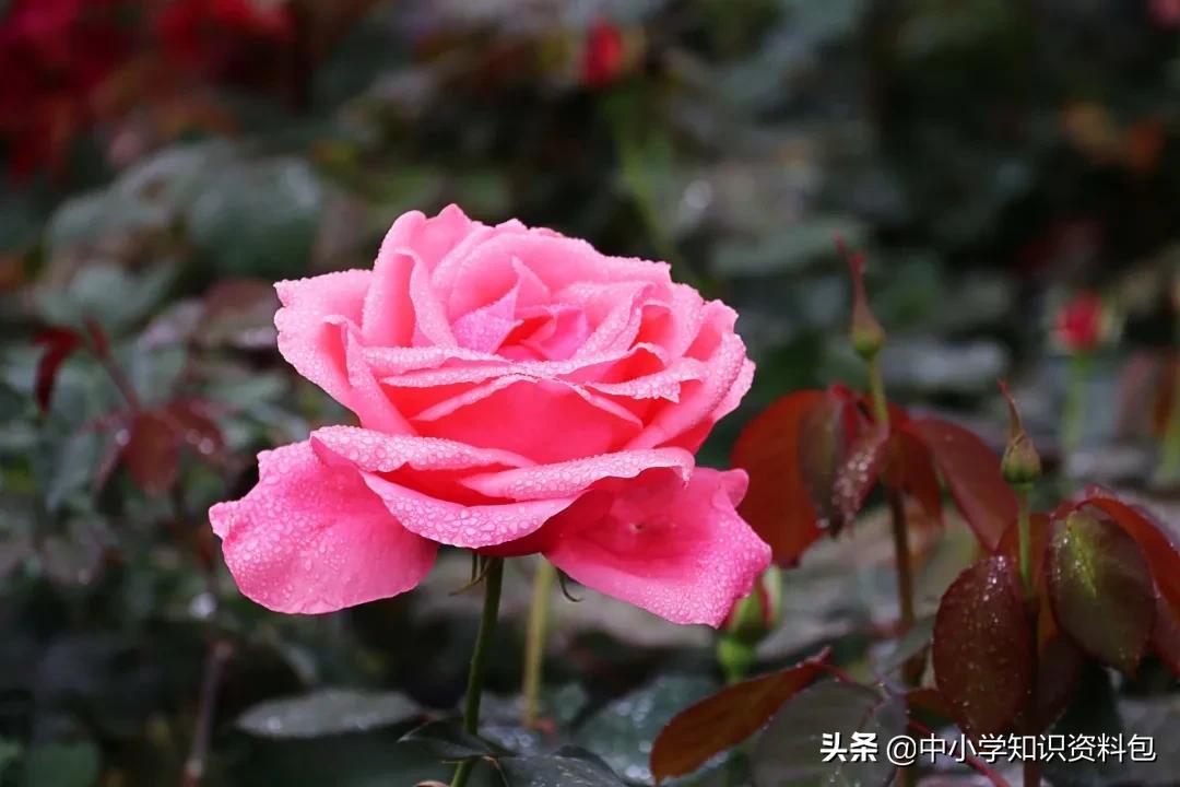 当花遇见诗词每一朵花开都是春天,当花遇上诗词每一朵花开都是春天