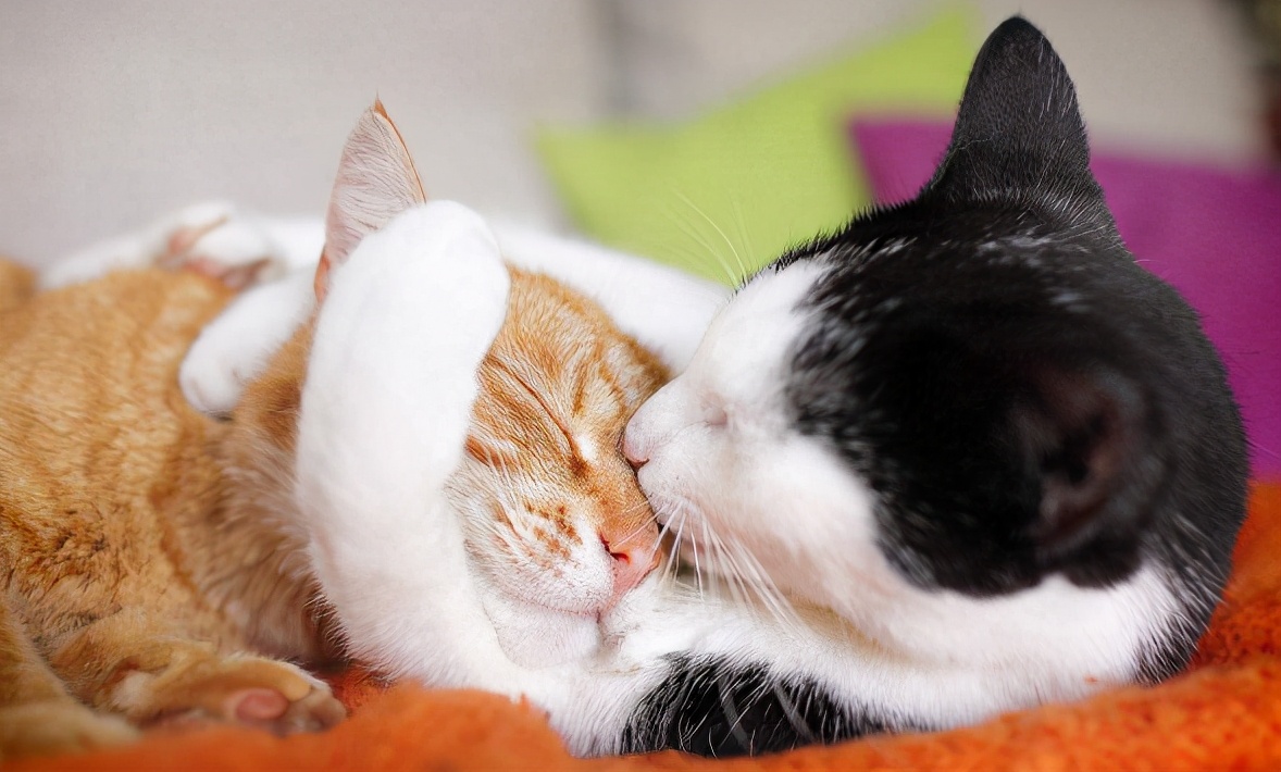 抑郁症患者养猫好还是养狗好,抑郁症的人养猫狗能有帮助吗