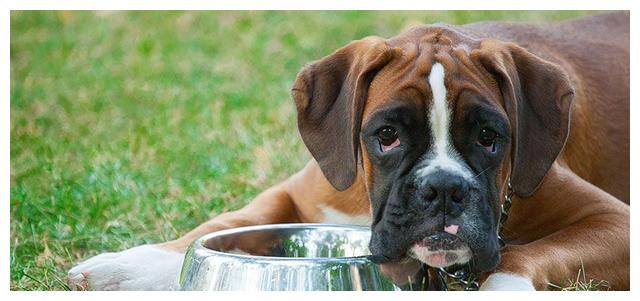 狗狗厌食需要换狗粮吗怎么喂,狗狗厌食吐狗粮怎么回事