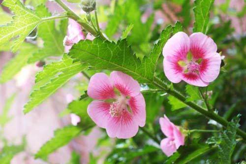 小木槿枯枝黄叶是什么问题,木槿叶子枯枝怎么补救