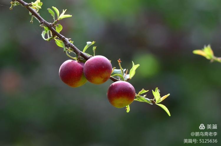 赤峰日报蒙古文,赤峰日报2005