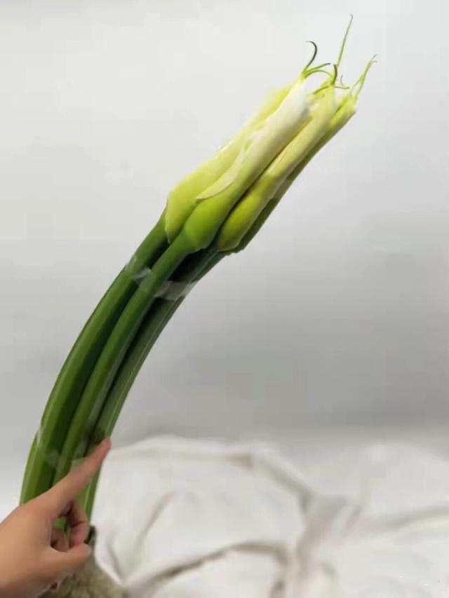 马蹄莲鲜切花焦了的养护方法,马蹄莲鲜切花怎么养护和管理