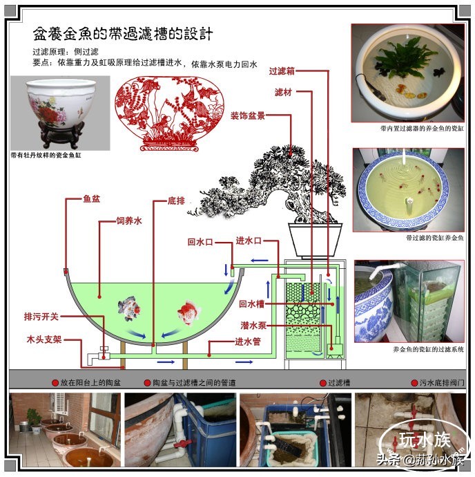 古法养金鱼高手,古法养金鱼抽底