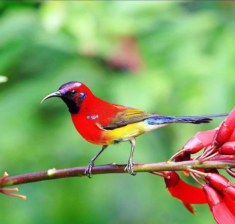 蜂鸟与太阳鸟区别,太阳鸟就是蜂鸟吗