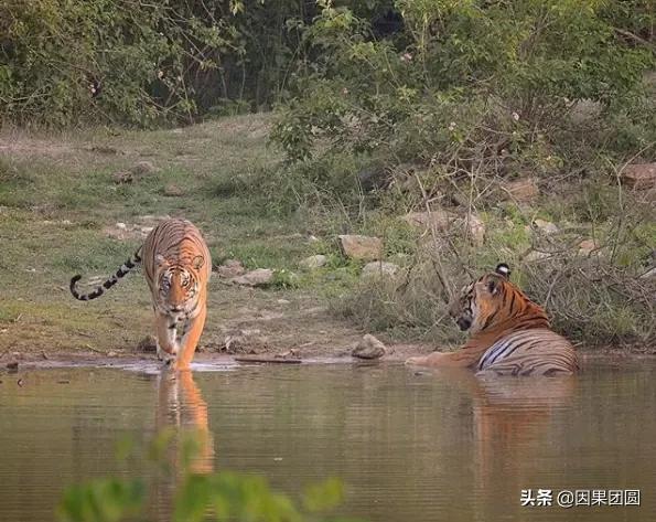 虎王拉贾孩子,虎王拉贾儿子怎么死的