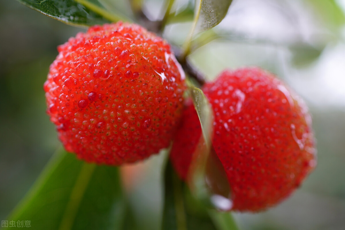 杨梅是什么季节的水果,杨梅长什么样子才是不能吃的呢