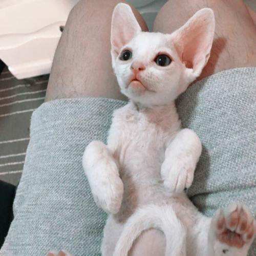 铲屎官猫咪的烦恼,铲屎官心疼狗狗