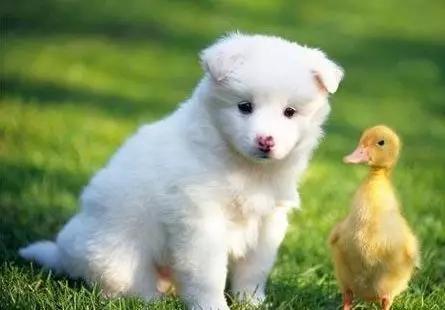 情头萨摩耶捏脸,萨摩耶捏脸视频