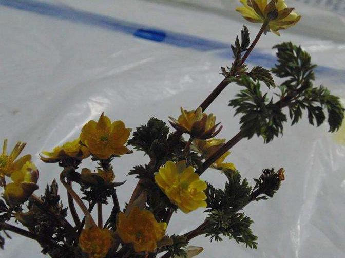 冰凌花带花苞盆栽,冰凌花盆栽种植方法