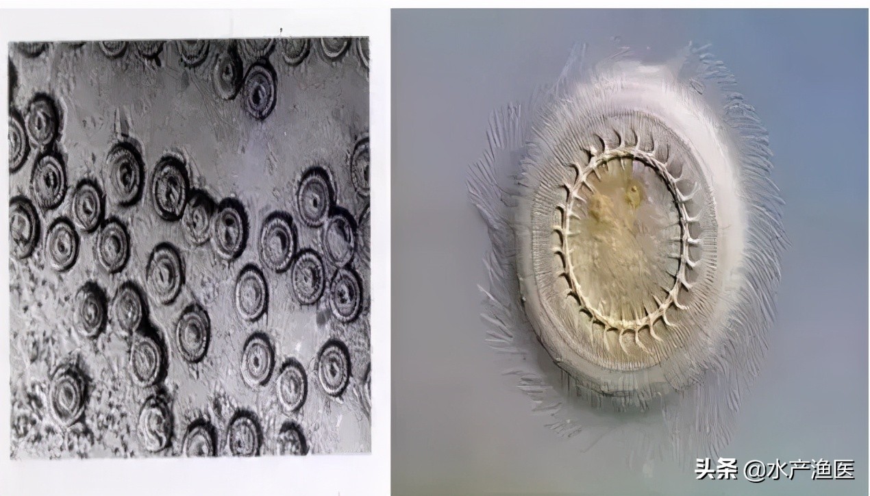 养殖鱼常见体外寄生虫,23种鱼类寄生虫图片库
