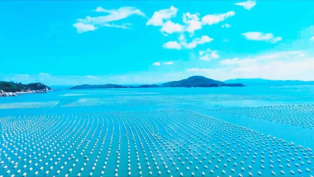 蚝凭“海”贵｜品尝生蚝犹如亲吻一片大海