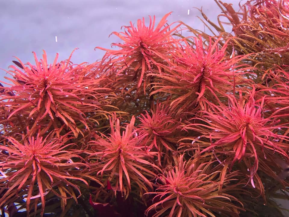 没有灯的鱼缸可以养水草吗,水草缸造景可以不用灯吗