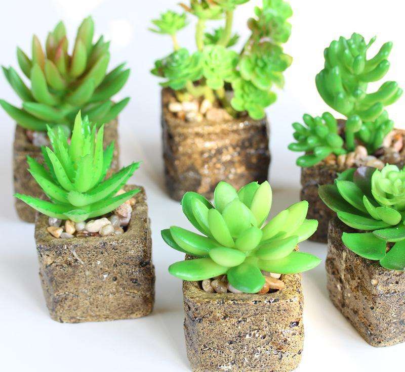 多肉一直不长怎么办,多肉一直不长新叶片