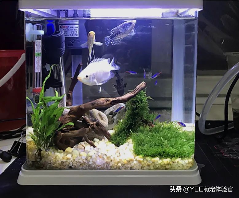 用亚克力板做鱼缸的缺点,亚克力鱼缸的优缺点