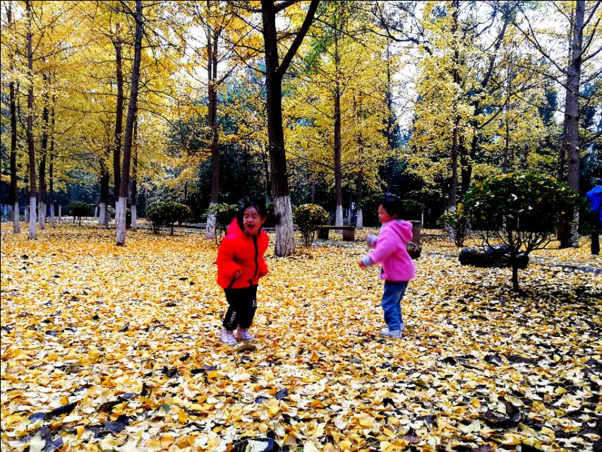 银杏由绿变黄的美文,美文秋天的树叶金波