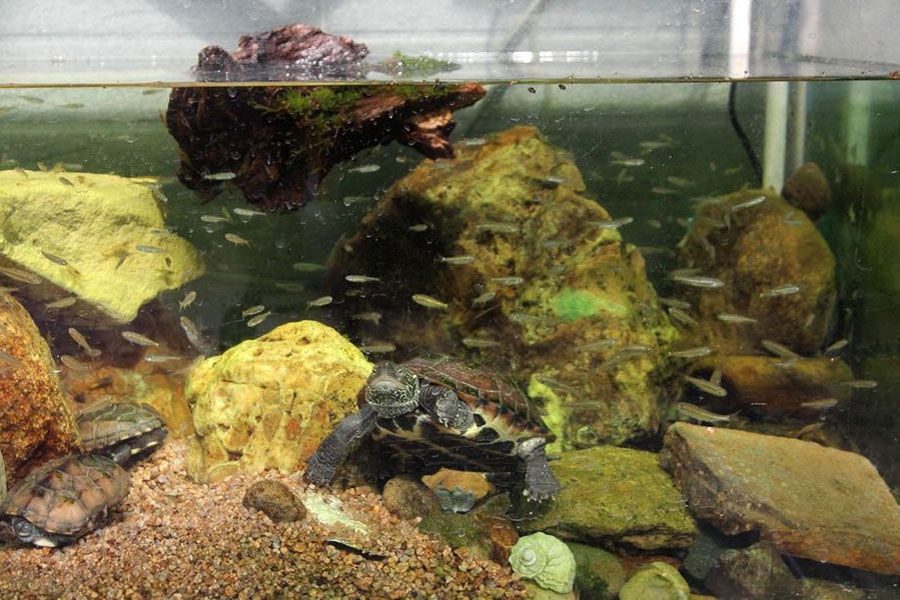 养龟不用植物怎样保持水质清洁,养龟的几种水质对龟的影响