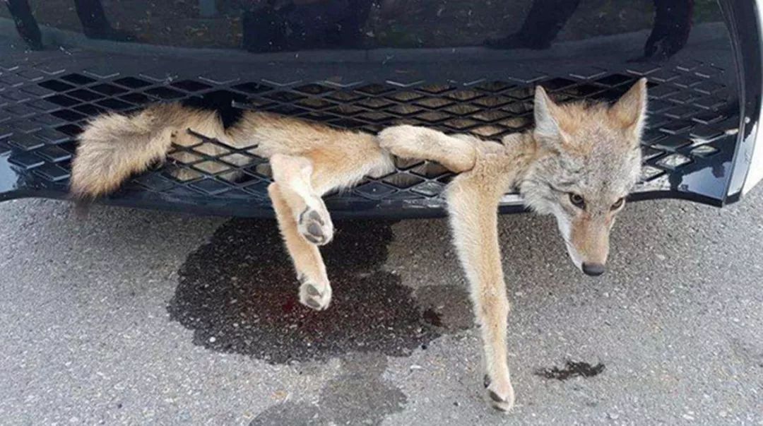 高速撞死动物怎么办,公路上撞死动物有责任吗