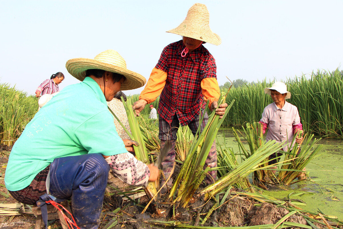 水芹种植技术视频大全,茭白苗为什么要割掉