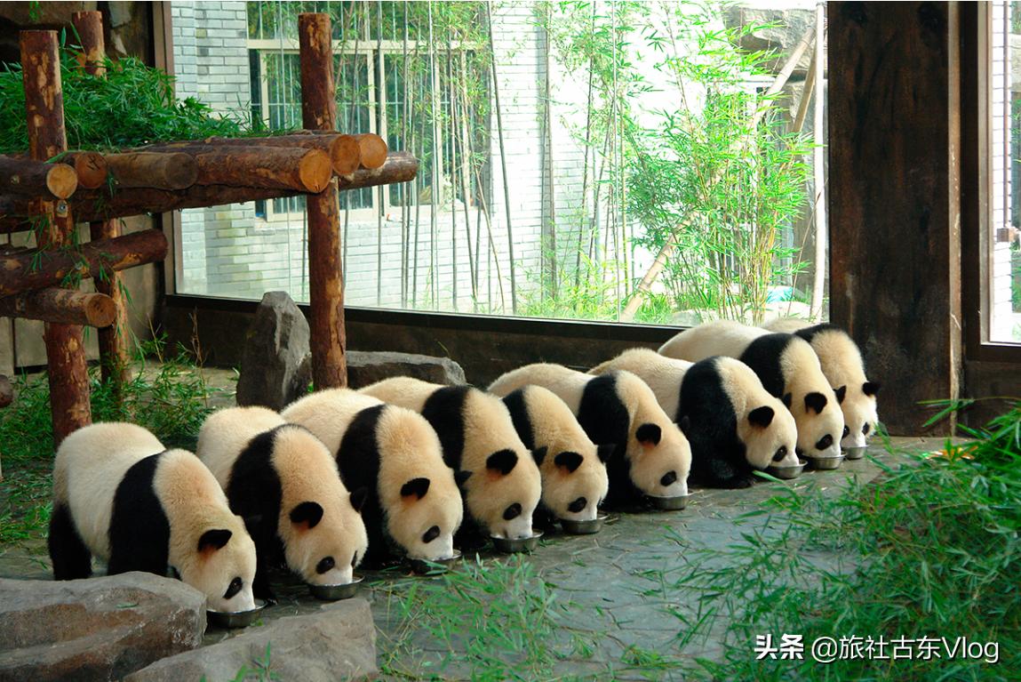 上海野生动物园冬天动物多吗,上海野生动物园中的动物