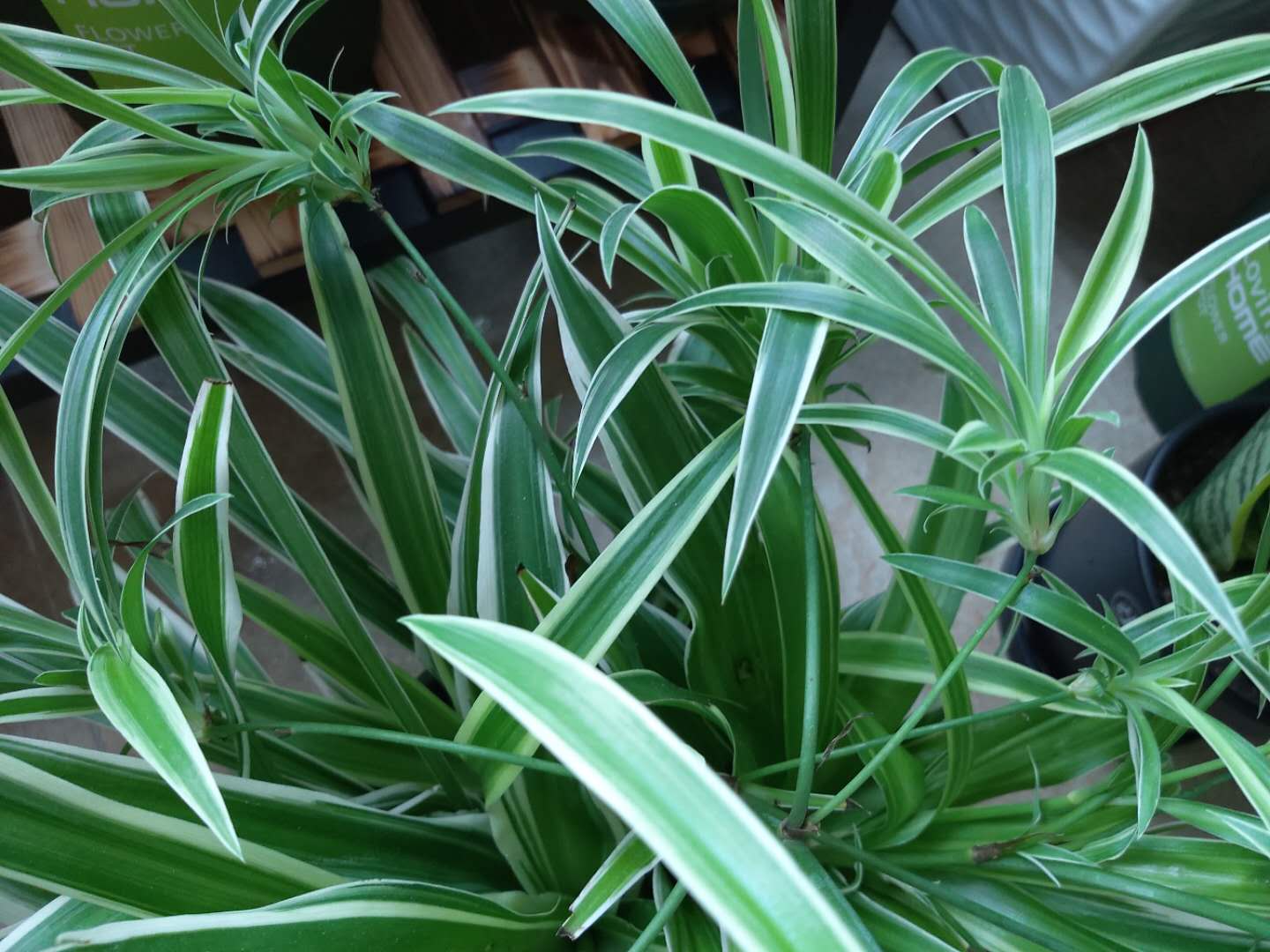 吊兰耐旱还是喜水,吊兰喜阴还是绿萝喜阴