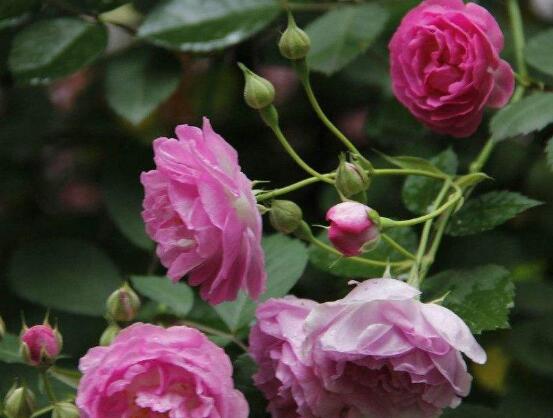 蔷薇花叶子发黑枯萎是什么原因,蔷薇花叶子发白怎么回事