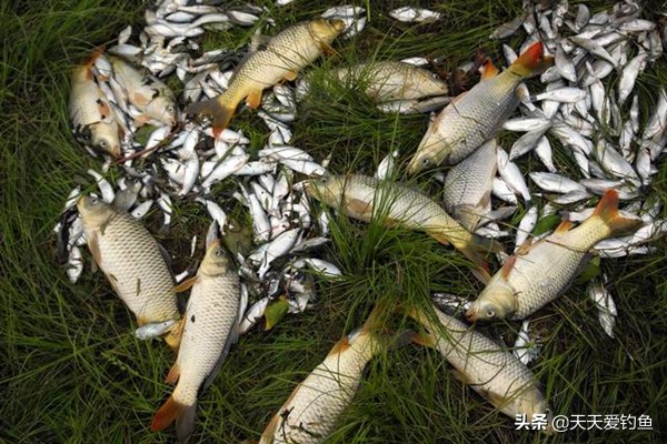 原塘颗粒怎么用好能钓好鱼,原塘颗粒钓鲤鱼效果