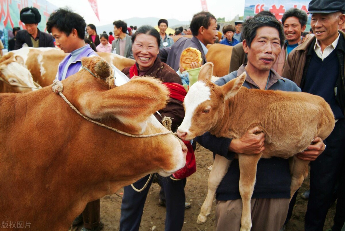 买牛被坑的全过程,买牛套路有哪些