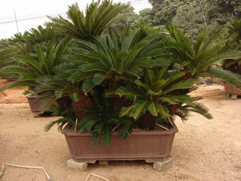 铁树的种植方法和技巧,家里放铁树是吉是凶铁树如何种植