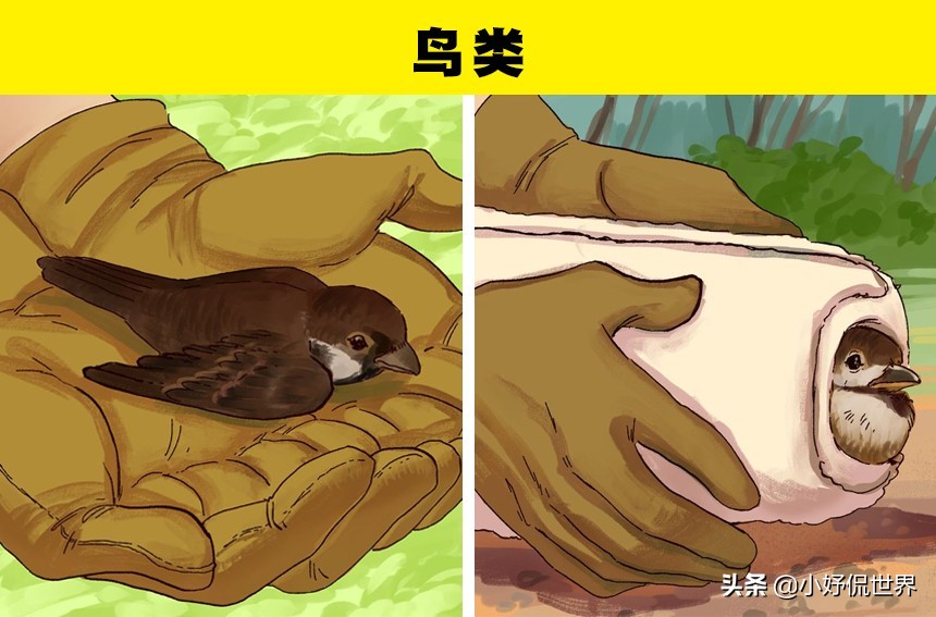 各种受伤处理方式,遇到野生动物受伤该怎么办