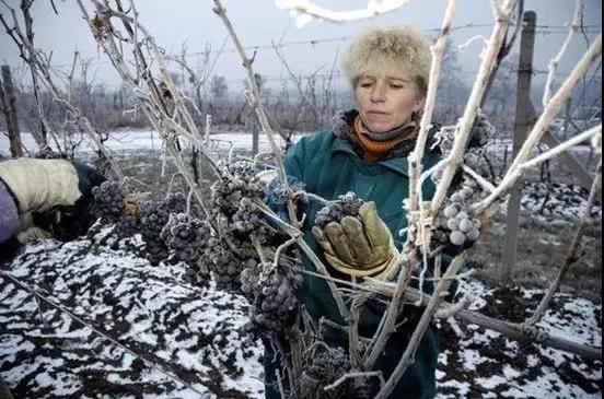 0度c冰酒为什么那么便宜,冰酒入门级推荐