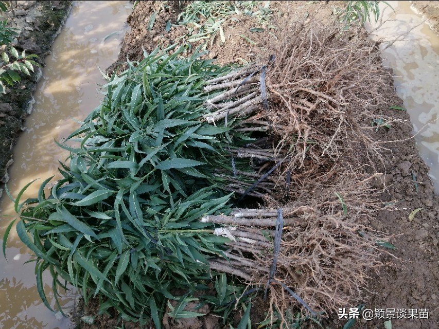 银妃三华李脆甜质优果大，最新特色三华李水果苗岭南夏令果王