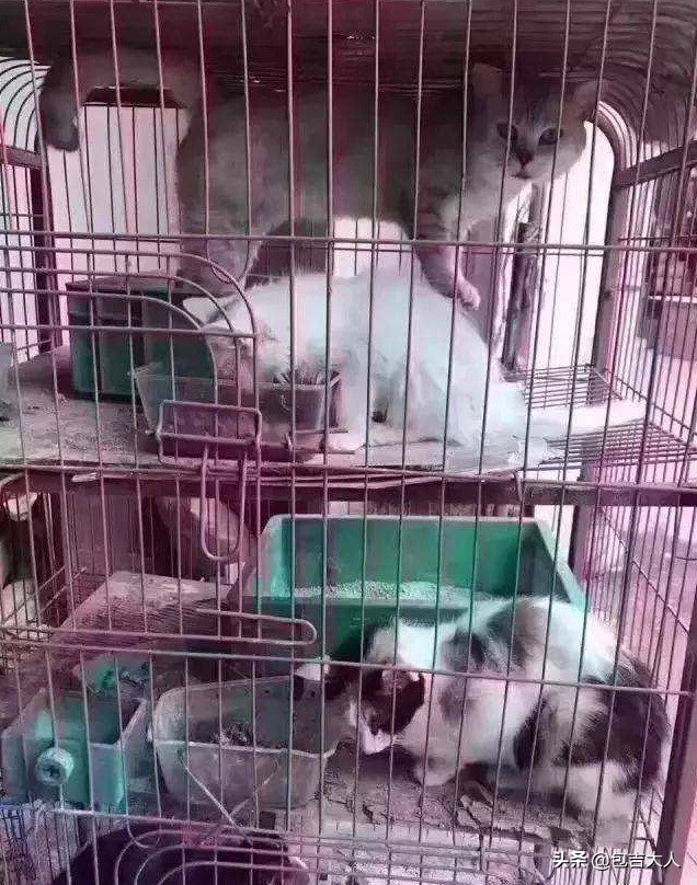 过来人告诉几种方式养猫省钱省心,养猫经验分享系列