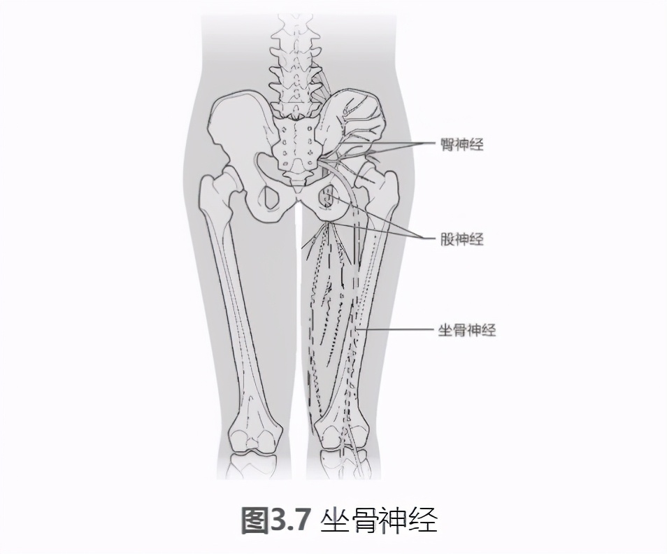 泡沫轴滚腿的好处,泡沫轴滚压训练
