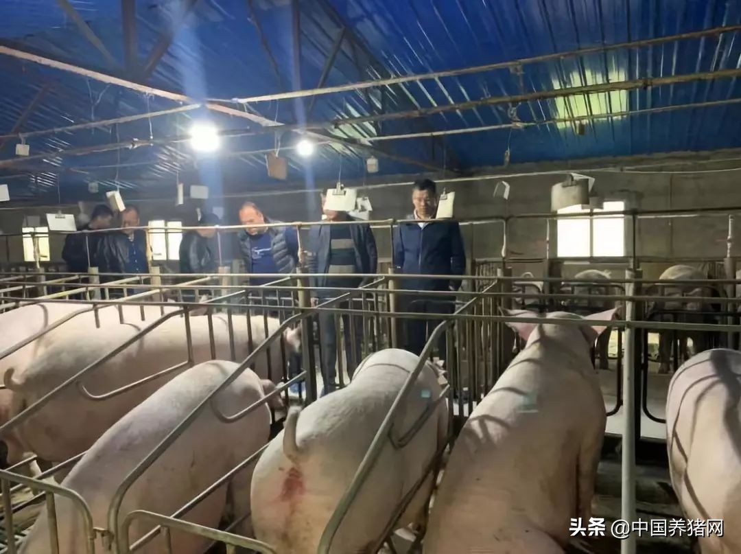 非瘟拔牙成功的案例,拔牙治愈过程