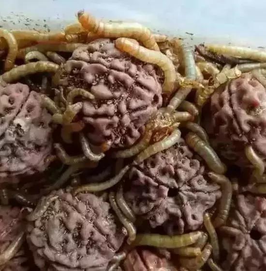 菩提手串有点生霉,菩提手串为什么会臭