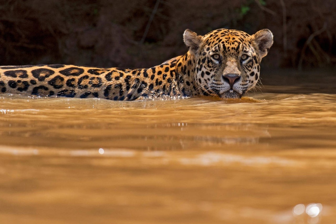 美洲绿水蚺美洲虎,美洲虎捕杀绿水蚺