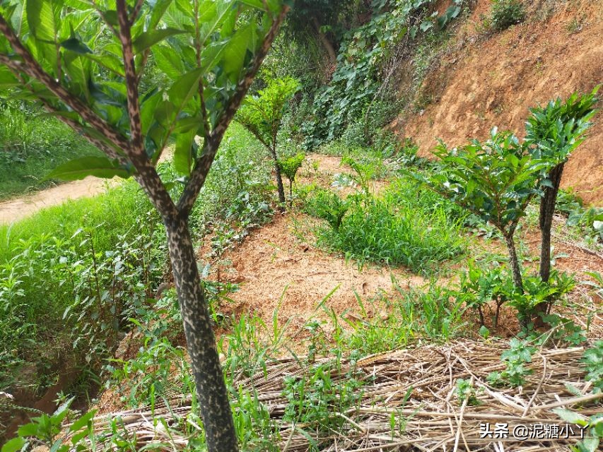 魔芋怎么生长最快,魔芋怎样长得快又大