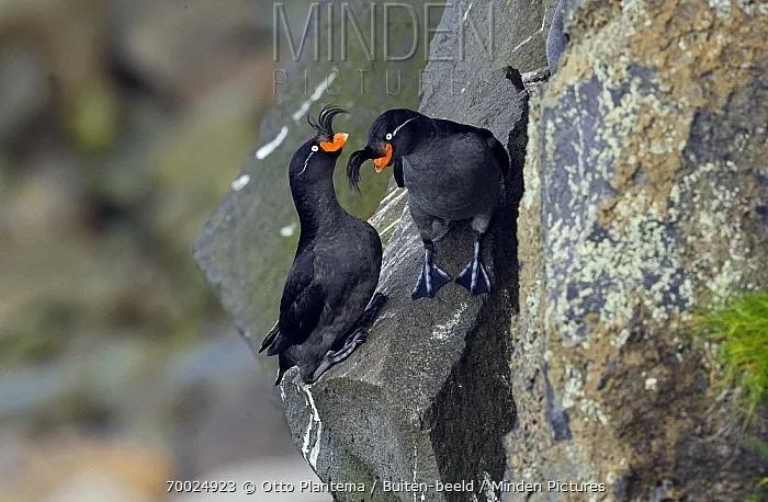 有妹撩妹，无妹防虫，鸟儿的橘味香水这么神奇呢？