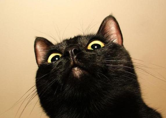 猫能让人复活吗,猫会让人诈尸是真的吗