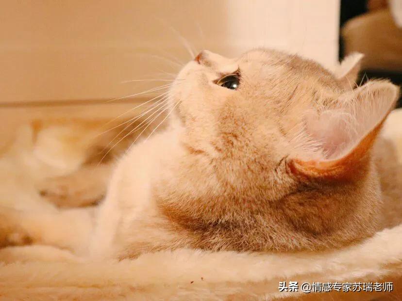 谈恋爱不知道聊什么怎么办,谈恋爱聊天话题和技巧