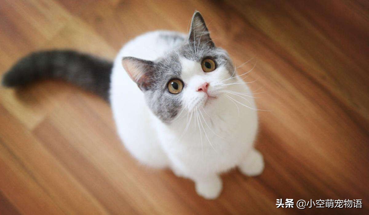 家里有很多猫还想养流浪猫,家里很多猫又有狗怎么办