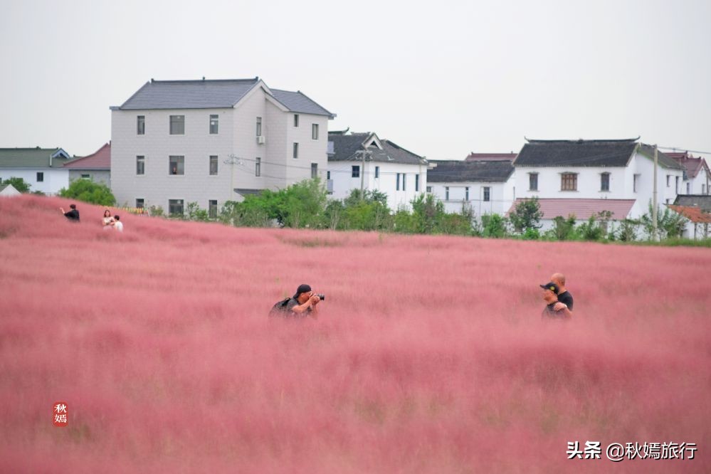 常熟粉黛花海景点,常熟市油菜花田