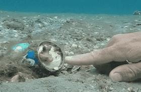 为什么把章鱼称作外星生物,章鱼是寒武纪生物吗