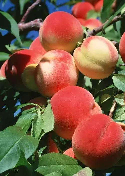 山东7月份有哪些水果可以采摘,山东10月份有什么水果可以采摘